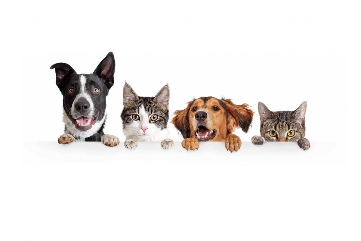 Pet Care